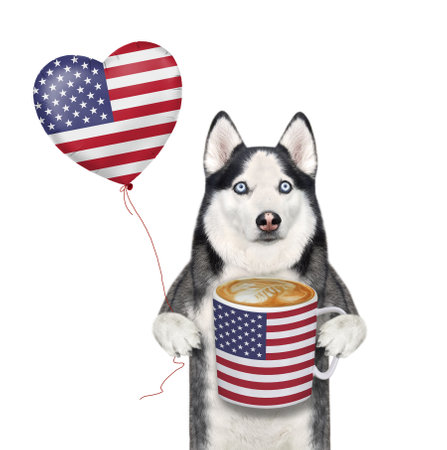 A dog husky patriot is holding a usa heart shaped balloon and a cup of coffee. White background. Isolated.の写真素材