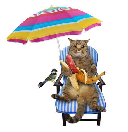 A beige cat on a beach chair is eating a banana sausage under an umbrella. White background. Isolated.の写真素材