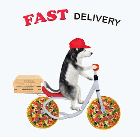 A dog husky courier in a red cap delivers boxes with pizza by bicycle. Fast delivery. White background. Isolated.の写真素材