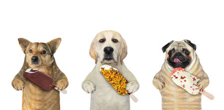 Three dogs are eating ice cream. White background. Isolated.の写真素材