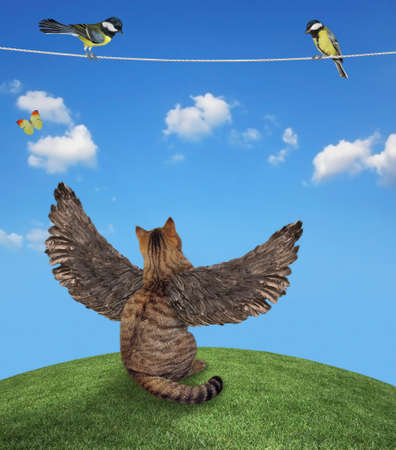 On the lawn a beige cat with bird wings looks at birds sitting on the rope.の写真素材