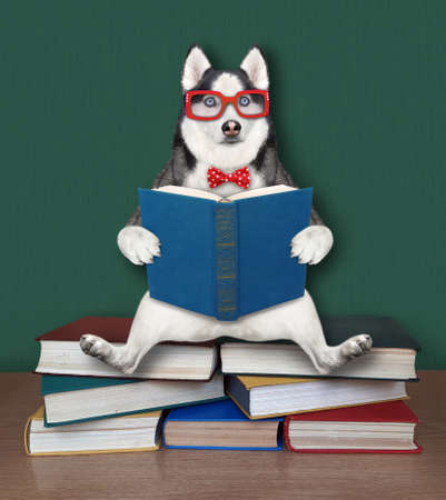 A dog husky in glasses with an open book is sitting a pile of books.の写真素材
