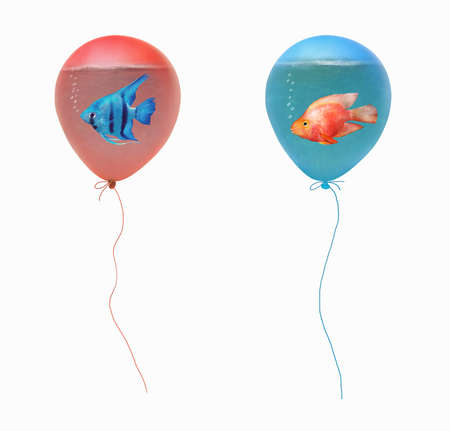 There are two balloons filled with water. Inside them are aquarium fish. White background. Isolated.の写真素材