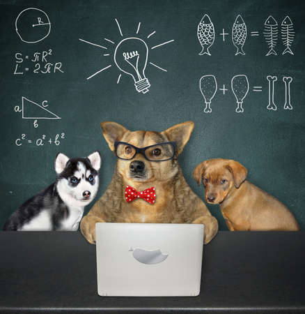 A beige dog in glasses with its puppies are sitting near a laptop in the classroom.の写真素材