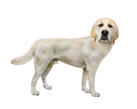 There is a dog labrador. Side view. White background. Isolated.