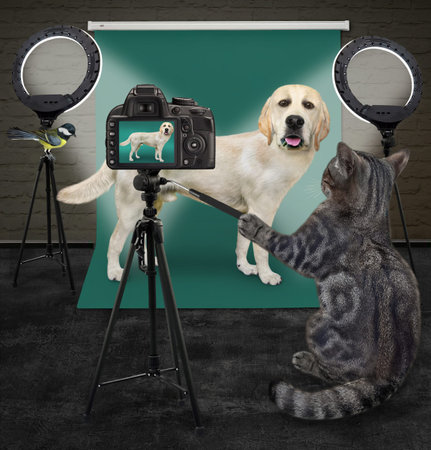 A gray cat photographer is photographing a dog labrador in the photo studio.