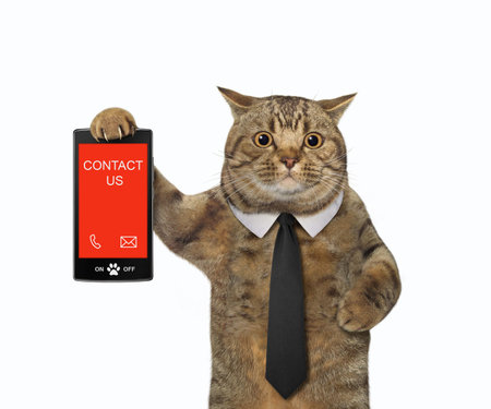 A beige cat in a black tie holds phone with text contact us. White background. Isolated.の写真素材