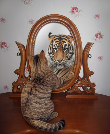 A beige cat looks in an oval wooden mirror at home. He sees a tiger there.