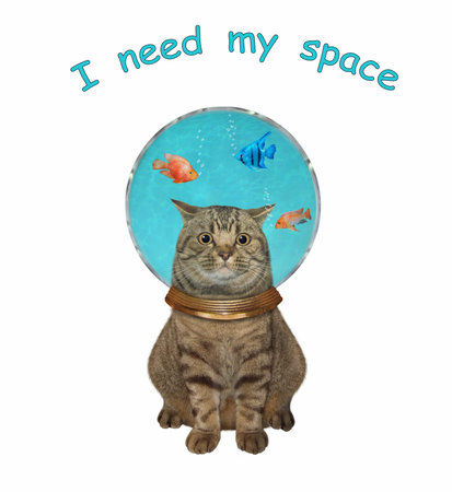 An ashen cat with an aquarium on his head. I need my space.の写真素材