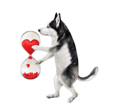 A dog husky holds a romantic hourglass with red hearts instead of sand. White background. Isolated.の写真素材