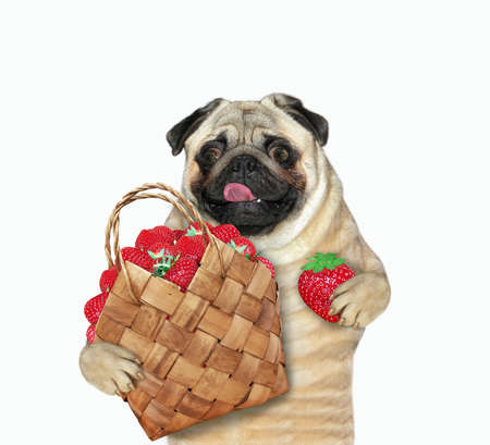 A dog pug holds a wicker bark basket of fresh strawberries. White background. Isolated.の写真素材