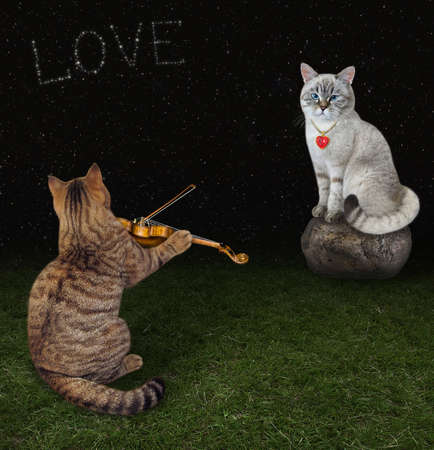 A beige cat musician plays the violin for his lover in the meadow at night.の写真素材