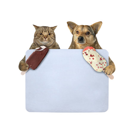 A beige cat and a dog eat ice cream near a blank sign. White background. Isolated.の写真素材