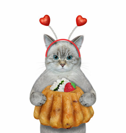 An ashen cat holds a cake decorated with cream and a strawberry. White background. Isolated.の写真素材
