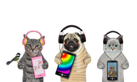 A dog pug and two cats listen to music together. White background. Isolated.の写真素材