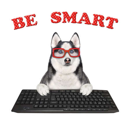 A dog husky programmer works on a black computer keyboard. Be smart. White background. Isolated.の写真素材