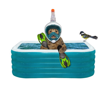 A beige cat in a mask, a snorkel and flippers is swimming in an inflatable pool. White background. Isolated.の写真素材