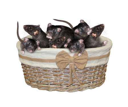 Black rats are in a wicker basket. white background. isolated.の写真素材