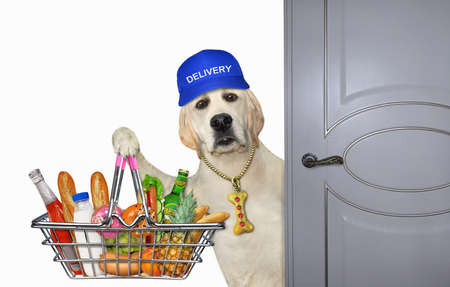 A dor labrador courier in a blue cap delivers a metal shopping basket with food. white background. isolated.の写真素材