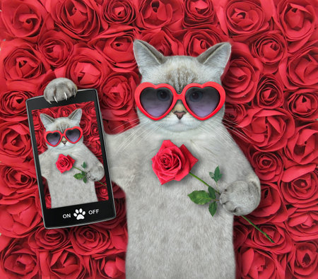 An ashen cat in sunglasses with a red rose makes a selfie. background of roses.の写真素材