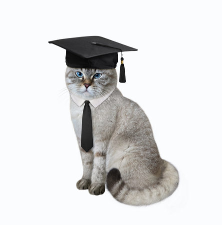 An ashen cat teacher wears square academic hat and a black tie. white background. isolated.の写真素材