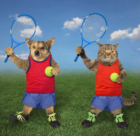 A beige cat and a dog are tennis players holding tennis rackets and balls on the field.の写真素材