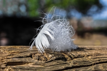 ostrich's white feather on an old woodの写真素材