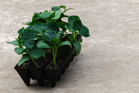 little sprout of cucumbers in pots for garden or greenhouseの写真素材