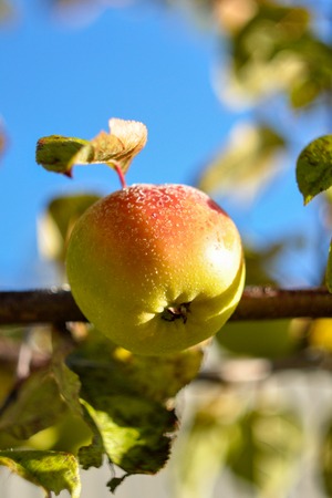 Macro of apple on the branch with leaves covered with hoarfrostの写真素材