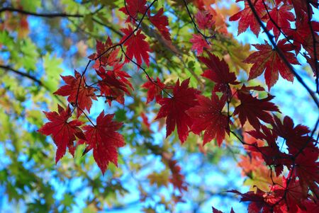 maple leaves against skyの写真素材