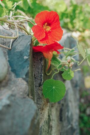 coral-colored nasturtium with a green leaf growing on a stone wallの写真素材