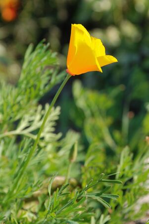 Yellow Eschscholzia flower on a sunny green filedの写真素材