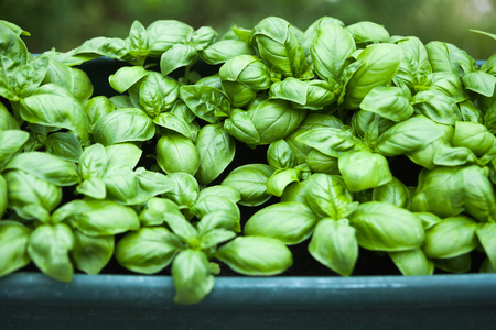 basil plant in a pot in the gardenの写真素材
