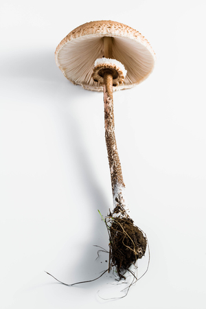 parasol mushroom on the White background. (Macrolepiota procera or Lepiota procera)の写真素材