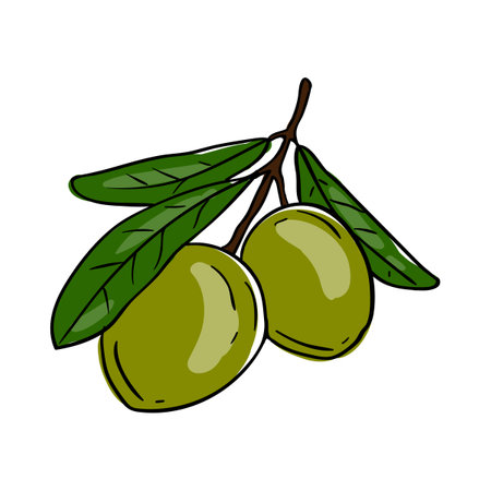 Green olives. Vector hand drawn illustration of vegetables. Cooking ingredient. Isolated sticker on white backgroundのイラスト素材