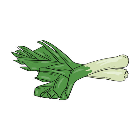 Leek. Vector hand drawn illustration of vegetables. Culinary ingredient. Isolated sticker on white...
