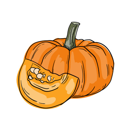 Pumpkin. Vector hand drawn illustration of vegetables. Culinary ingredient. Isolated sticker on white backgroundのイラスト素材