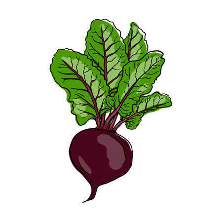 Beet. Ingredient for cooking. Bright vector hand drawn illustration isolated on white background.のイラスト素材