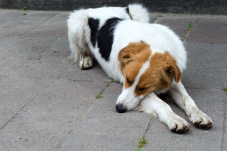 homeless dog is sleeping in the streetの写真素材