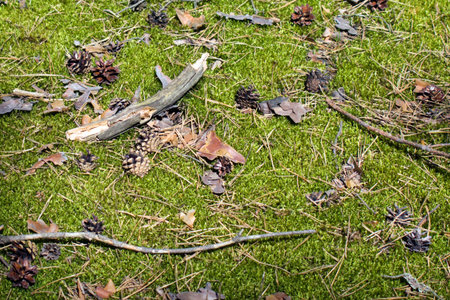 real green moss with cones and leaves and dry sticks falling on it