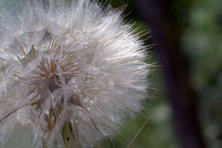 ball of fluffy flower on blurry forest backgroundの写真素材