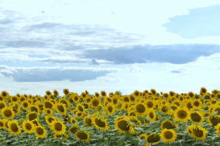 blue sky with fluffy clouds over a field of sunflowersの写真素材