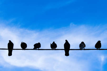 seven birds in different poses sit on the wires against the blue skyの写真素材