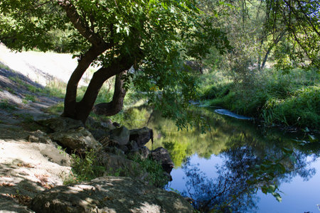 green tree growing on stones with blurred reflection in water of forest stream