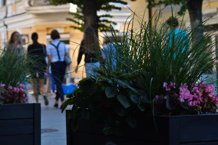 flowers planted in boxes on blurred background of city pedestrian streetの写真素材
