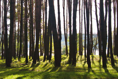 Tree trunks cast long shadows from the autumn sunの写真素材