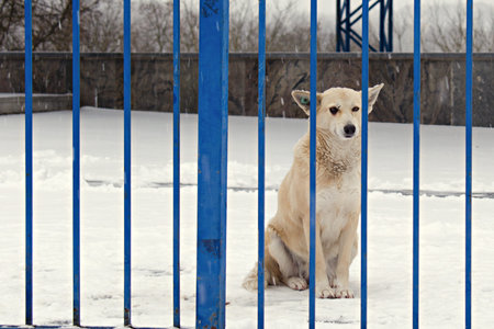 cute yard dog of light color carefully looks into the camera lens through the fence
