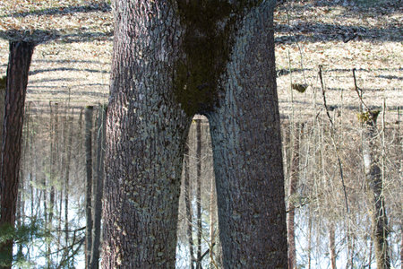 Abstract. Tree man. Druid. Inverted image of double tree trunk