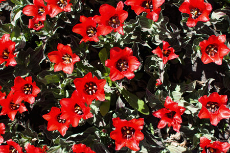bright red tulip flowers close up. top view. natural conditions