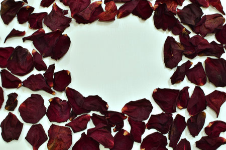 Red rose fallen dried petals on white background with space for text in the center